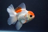 Juvenile Thai Oranda  Red White 3.5 Inch (ID#910To13b-51) Free2Day SHIPPING