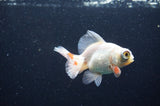 Butterfly  Red White 3.5 Inch (ID#415B8b-43) Free2Day SHIPPING