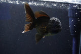 Juvenile Thai Oranda  Black 4 Inch (ID#1022To13b-91) Free2Day SHIPPING