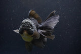 Thai Oranda  Black 5.5 Inch (ID#1112To6b-109)