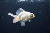 Butterfly  Red White 3.5 Inch (ID#415B8b-43) Free2Day SHIPPING