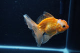 Juvenile Thai Oranda  Red White 3.5 Inch (ID#1206To12c-90) Free2Day SHIPPING