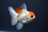 Juvenile Thai Oranda  Red White 3.5 Inch (ID#910To13b-51) Free2Day SHIPPING