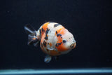 Milk Cow Ranchu  Calico 4.5 Inch (ID#0103R10c-93) Free2Day SHIPPING