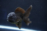 Juvenile Thai Oranda  Black 4 Inch (ID#1022To13b-91) Free2Day SHIPPING