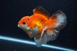 Thai Oranda  Red White 5.5 Inch (ID#307To7b-116)