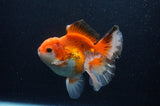 Thai Oranda  Red White 5.5 Inch (ID#307To7b-116)