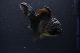 Thai Oranda  Black 5.5 Inch (ID#1112To6b-109)