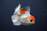 Juvenile Thai Oranda  Red White 3.5 Inch (ID#910To13b-51) Free2Day SHIPPING