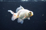 Butterfly  Red White 3.5 Inch (ID#415B8b-43) Free2Day SHIPPING