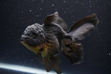 Thai Oranda  Black 5.5 Inch (ID#1112To6b-109)