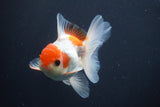 Juvenile Thai Oranda  Red White 3.5 Inch (ID#910To13b-51) Free2Day SHIPPING