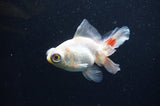 Butterfly  Red White 3.5 Inch (ID#415B8b-43) Free2Day SHIPPING