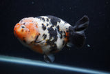 Milk Cow Ranchu  Calico 5.5 Inch (ID#0103R10c-94) Free2Day SHIPPING