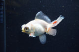 Butterfly  Red White 3.5 Inch (ID#415B8b-43) Free2Day SHIPPING