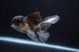 Juvenile Thai Oranda  Tricolor 4 Inch (ID#1206To12c-91) Free2Day SHIPPING