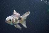 Juvenile Thai Oranda  Panda 3.5 Inch (ID#1022To13b-92) Free2Day SHIPPING