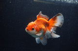Thai Oranda  Red White 5.5 Inch (ID#307To7b-116)