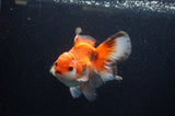 Thai Oranda  Red White 5.5 Inch (ID#307To7b-116)
