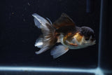 Juvenile Thai Oranda  Tricolor 4 Inch (ID#1206To12c-91) Free2Day SHIPPING