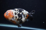 Milk Cow Ranchu  Calico 5.5 Inch (ID#0103R10c-94) Free2Day SHIPPING