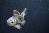 Juvenile Thai Oranda  Panda 3.5 Inch (ID#1022To13b-92) Free2Day SHIPPING