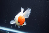 Thai Oranda  Red Cap 4.5 Inch (ID#920To13a-17) Free2Day SHIPPING