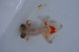 Butterfly  Red White 3.5 Inch (ID#415B8b-43) Free2Day SHIPPING