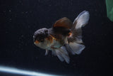 Juvenile Thai Oranda  Tricolor 4 Inch (ID#1206To12c-91) Free2Day SHIPPING