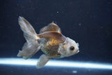 Juvenile Thai Oranda  Panda 3.5 Inch (ID#1022To13b-92) Free2Day SHIPPING