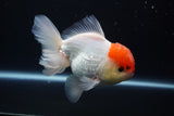 Thai Oranda  Red Cap 4.5 Inch (ID#920To13a-17) Free2Day SHIPPING