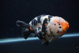 Milk Cow Ranchu  Calico 5.5 Inch (ID#0103R10c-94) Free2Day SHIPPING