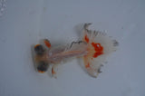 Butterfly  Red White 3.5 Inch (ID#415B8b-43) Free2Day SHIPPING