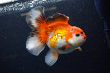 Thai Oranda  Red White 5.5 Inch (ID#307To7b-116)