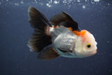 Juvenile Thai Oranda  Tricolor 4 Inch (ID#910To13b-52) Free2Day SHIPPING