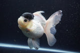 Thai Oranda  Panda 5.5 Inch (ID#1112To6b-110)