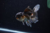 Juvenile Thai Oranda  Tricolor 4 Inch (ID#1206To12c-91) Free2Day SHIPPING