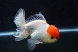 Thai Oranda  Red Cap 4.5 Inch (ID#920To13a-17) Free2Day SHIPPING