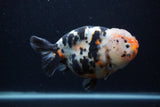 Milk Cow Ranchu  Calico 5.5 Inch (ID#0103R10c-94) Free2Day SHIPPING