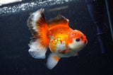 Thai Oranda  Red White 5.5 Inch (ID#307To7b-116)
