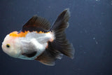 Juvenile Thai Oranda  Tricolor 4 Inch (ID#910To13b-52) Free2Day SHIPPING