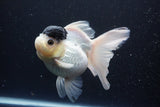 Thai Oranda  Panda 5.5 Inch (ID#1112To6b-110)