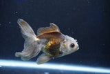 Juvenile Thai Oranda  Panda 3.5 Inch (ID#1022To13b-92) Free2Day SHIPPING