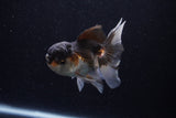 Juvenile Thai Oranda  Tricolor 4 Inch (ID#1206To12c-91) Free2Day SHIPPING