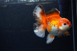 Thai Oranda  Red White 5.5 Inch (ID#307To7b-116)