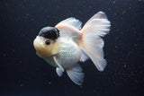 Thai Oranda  Panda 5.5 Inch (ID#1112To6b-110)