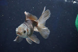 Juvenile Thai Oranda  Panda 3.5 Inch (ID#1022To13b-92) Free2Day SHIPPING