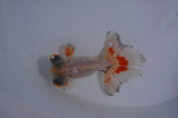 Butterfly  Red White 3.5 Inch (ID#415B8b-43) Free2Day SHIPPING
