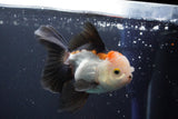 Juvenile Thai Oranda  Tricolor 4 Inch (ID#910To13b-52) Free2Day SHIPPING