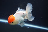 Thai Oranda  Red Cap 4.5 Inch (ID#920To13a-17) Free2Day SHIPPING